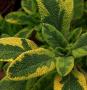 Salvia officinalis Goldblatt Aranytarka lombú orvosi zsálya