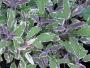 Salvia officinalis Tricolor Tarkalevelű orvosi zsálya