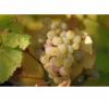 Belgrádi fehér magvatlan csemegeszőlő