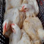 Fehér Vágnivaló Csirke 3 kg-os Eladó Csak Ma és Holnap